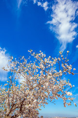  Lush flowering of an olive tree