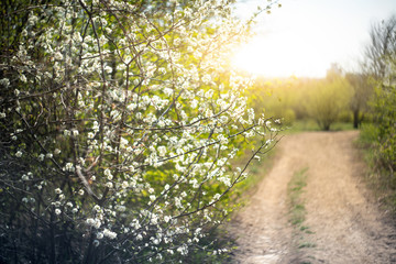 Forest path in the sunlight. Blooming trees.  Spring forest. 