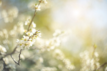 Fototapeta na wymiar Background of blooming cherry branches in the sunlight.