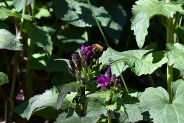 Wollschwärmer auf Silberblatt, Lunaria, im April, Frühling