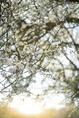 Background of blooming cherry branches in the sunlight.