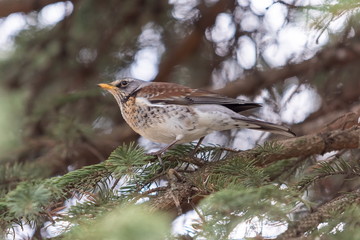 Fieldfare, Turdus pilaris. Close-up portrait