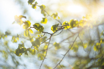 Hazelnut branches in the sun, close-up. Spring background.