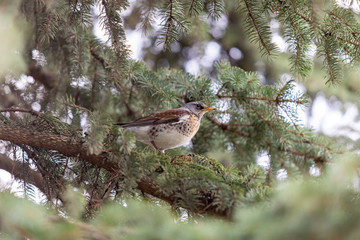 Fieldfare, Turdus pilaris. Close-up portrait