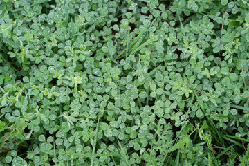 green clover background