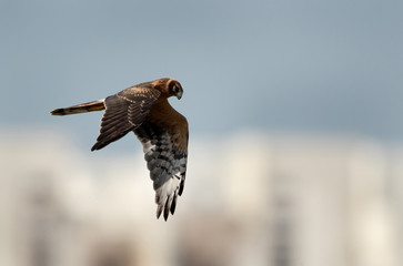 Pallied harrier looking down in flight