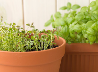 young green herbs in terracota pots. rosemary, thyme and basil on the windowsill