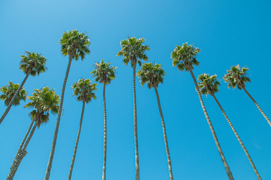 palm trees on the road with blue sky
