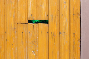 Wooden door with peeling paint and vintage handles with space for text