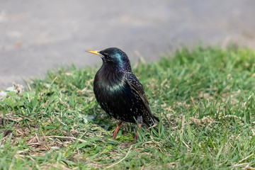 Common starling. Sturnus vulgaris. Bird in spring in breeding plumage.
