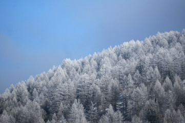 BOSCO INVERNALE