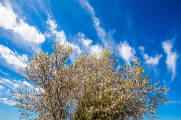 Lush spring olive tree flowering