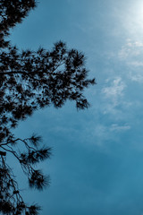 Obraz premium trees and sky