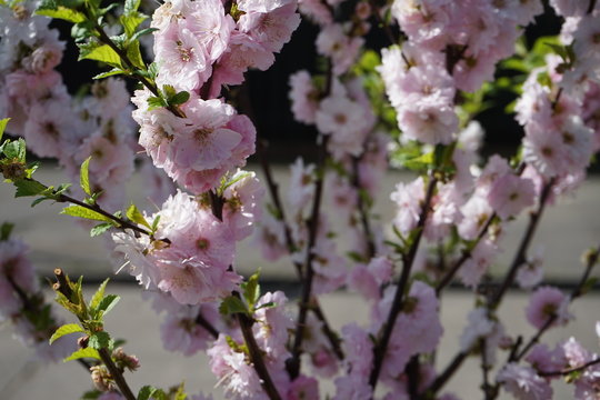 Rosane Mandelbl&uuml;ten im Sonnenlicht