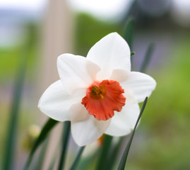 Fototapeta premium red and white daffodil