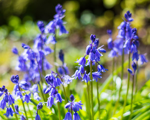 blue flowers in the garden