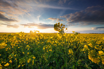 sunshine over rapeseen yellow field