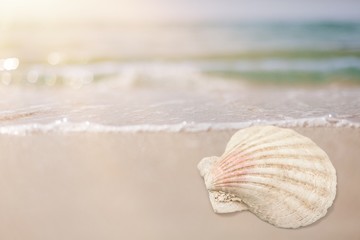 Seashell.