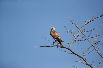 Common Kestrel perched on a tree