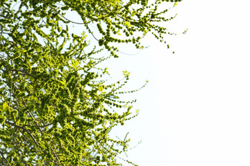 Blooming gardens in spring, blooming spring tree. Sunny spring day