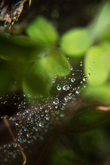 Droplets on a spiderweb