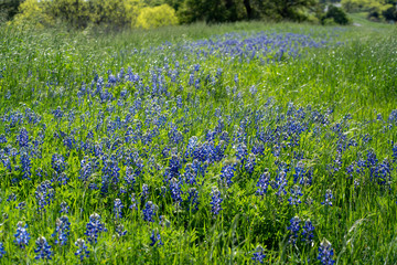 field of Texas bluebonnets