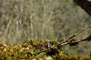 Alter Baum mit dichtem Moos und Flechten in der Au, Bachrand