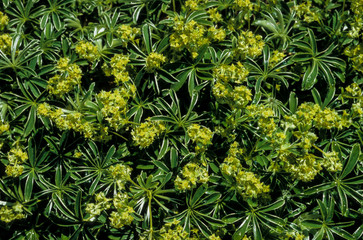 Alchémille des Alpes, Alchemilla alpina