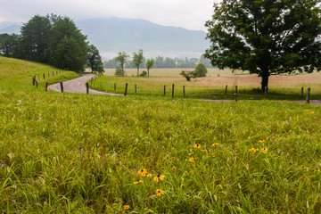 Early Morning in Cades Cove With Black-eyed Susans Along Laurel Creek Rd, Smoky Mts. NP, Tennessee, USA