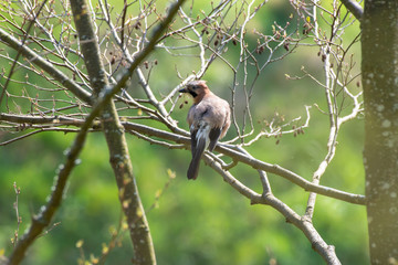 Bird Garrulus glandarius sitting in a tree in the forest