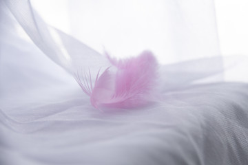 Pink feather on white background. Lightweight fabric
