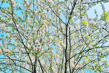 Wallpaperflare.  Wide-angle photography of white cherry blossom.