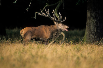 Cerf élaphe, brame, Cervus elaphus