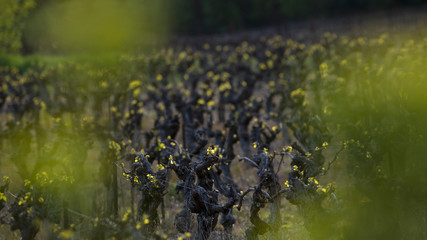 Vignes en développement au printemps dans un domaine viticole des Cévennes, Gard, France.