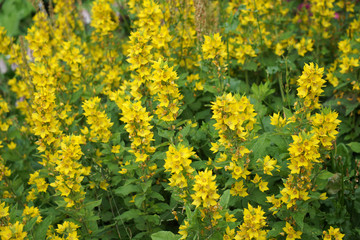 field of yellow flowers for bees