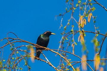 starling on branch
