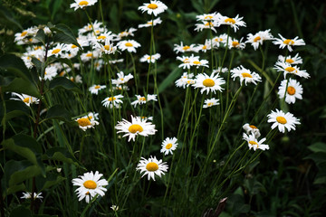 large daisies in a green garden
