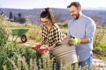 Loving couple gardening. Man is holding a bucket while woman is picking up herbs