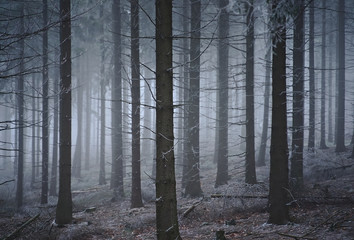 Foggy forest near Trójgarb