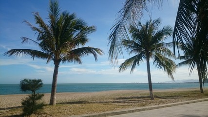 Fototapeta na wymiar palm trees by the sea