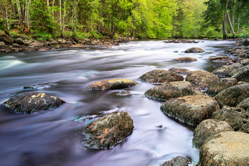 Scenic view of river stream in forest