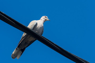 collared dove on the electric cable