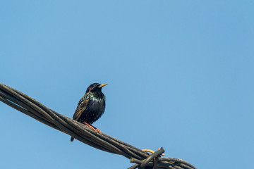 bird on a wire