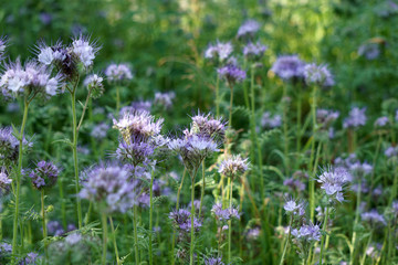 Phacelia meadow for beekeeping. lilac flower glade