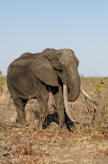 Fototapeta premium Eléphant d'Afrique, Gros porteur, Loxodonta africana, Parc national Kruger, Afrique du Sud