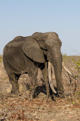 Fototapeta premium Eléphant d'Afrique, Gros porteur, Loxodonta africana, Parc national Kruger, Afrique du Sud