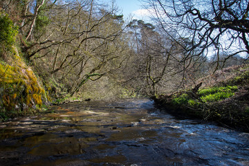 Forest creek