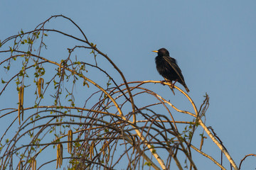 starling on the branch