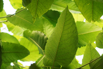 large green leaves and sunlight