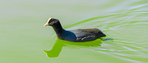 Single portrait image of male black coot in water panoramic with reflection in green lake